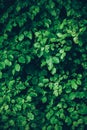 Wet foliage textures and backgrounds Royalty Free Stock Photo