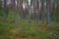 A wet forest in Dalarna