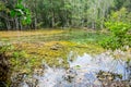 Wet forest with floating of water nature Lake swamp. Royalty Free Stock Photo