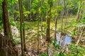 Wet forest with floating of water nature Lake swamp. Royalty Free Stock Photo