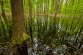 Wet forest and the reflection of trees in the water, view on a spring day Royalty Free Stock Photo