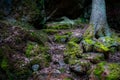 Wet forest with rocks and stones covered with green moss, pine tree in the background.