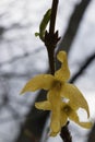 Wet Forsythia Blooms