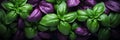 Wet fresh basil green and purple background, banner, texture top view. Basil closeup with water drops. Green leaves