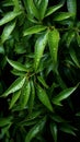 Wet fresh green bamboo leaves close up. Vertical image. Royalty Free Stock Photo