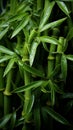 Wet fresh green bamboo leaves close up. Vertical image. Royalty Free Stock Photo