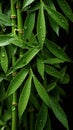 Wet fresh green bamboo leaves close up. Vertical image. Royalty Free Stock Photo