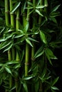 Wet fresh green bamboo leaves, closeup. Vertical image. Royalty Free Stock Photo