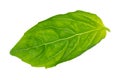 Wet fresh green leaf of sweet basil herb cutout Royalty Free Stock Photo