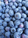 Wet and fresh highbush blueberry with water drops and dew