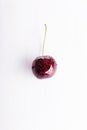 Wet fresh juicy single cherry Royalty Free Stock Photo