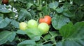 Wet Fresh Tomatoes on a Steam Royalty Free Stock Photo