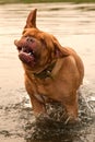 Wet funny dog shaking off white swimming Royalty Free Stock Photo