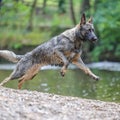 Wet German shepherd dog running by a river during the daytime Royalty Free Stock Photo