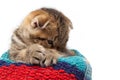 Tabby scottish fold cat in a towel on a light background Royalty Free Stock Photo