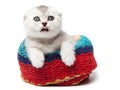 Tabby scottish fold cat in a towel on a light background Royalty Free Stock Photo