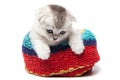 Tabby scottish fold cat in a towel on a light background Royalty Free Stock Photo