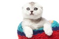 Tabby scottish fold cat in a towel on a light background Royalty Free Stock Photo