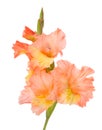 Wet gladiolus flower