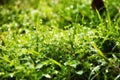 Wet glistening grass Royalty Free Stock Photo