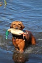 Wet Golden Retriever Dog Fetching