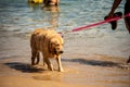 Wet Golden Retriever dog on a leash playing at sandy Porto da Barra beach