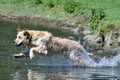 Wet golden retriever dog runs free jumping and diving into the water and making many sketches Royalty Free Stock Photo