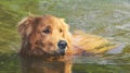 Wet Golden Retriever dog swimming on waters of a lake Royalty Free Stock Photo