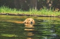 Wet Golden Retriever dog swimming on waters of a lake Royalty Free Stock Photo
