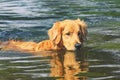 Wet Golden Retriever dog swimming on waters of a lake Royalty Free Stock Photo