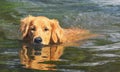 Wet Golden Retriever dog swimming on waters of a lake Royalty Free Stock Photo