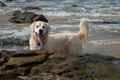 A wet Golden Retriever puppy dog playing on the sea foreshore