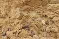 Wet grain sand with dry leaves Royalty Free Stock Photo