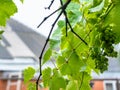 Wet grape vine in rain with blurred country house