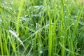 Wet grass Royalty Free Stock Photo