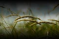 Wet grass Royalty Free Stock Photo