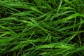 Wet grass Royalty Free Stock Photo