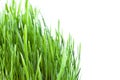 Wet grass Royalty Free Stock Photo