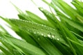 Wet grass Royalty Free Stock Photo