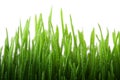 Wet grass Royalty Free Stock Photo