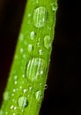 Wet Grass Blade Royalty Free Stock Photo