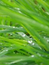 Wet grass closeup - green background Royalty Free Stock Photo