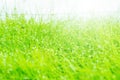 Wet grass closeup. Royalty Free Stock Photo