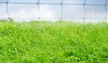 Wet grass closeup. Royalty Free Stock Photo