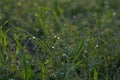 wet grass details