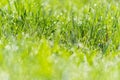 Wet grass dew blurred background meadow sunlight bokeh