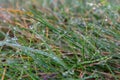 Wet grass with dew close up. Meadow after rain. Green grass with water drops macro. Freshness and purity concept. Royalty Free Stock Photo