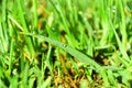 Wet Grass Blade Royalty Free Stock Photo