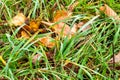 Wet grass and fallen leaves on lawn in rain Royalty Free Stock Photo