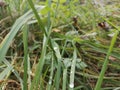 Wet grass and forest floor